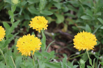 Yellow Marigold