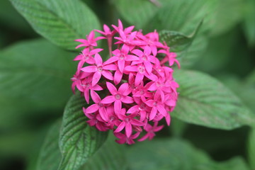 Pink Pentas  known as the star cluster and the star flower, are so named for the shape of their clusters of five-petaled flowers.