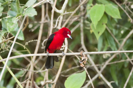 Brazilian Tanager