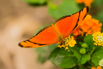 butterfly in closeup