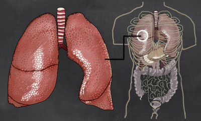 Lungs Anatomy Illustration with Torso