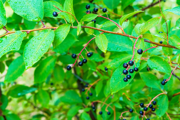 Forest shrub cherry with ripe black berries, rain drops, summer landscape