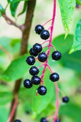 Forest shrub cherry with ripe black berries, rain drops, close-up, summer landscape, vertical