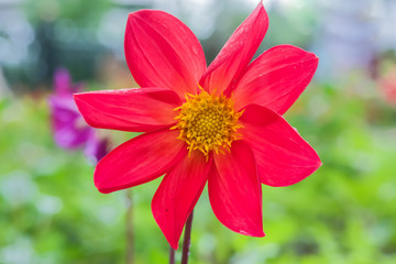 Garden annual flower red Dahlia in the rain drops, summer landscape, closeup