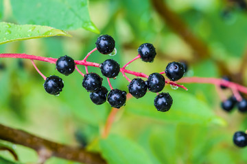 Forest shrub cherry with ripe black berries, rain drops, closeup, summer, landscape, horizontal