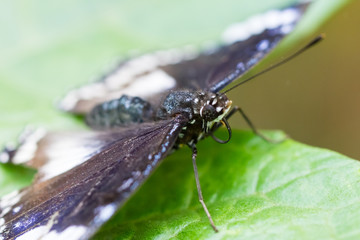 butterfly in closeup