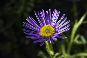 Obraz premium Purple garden aster