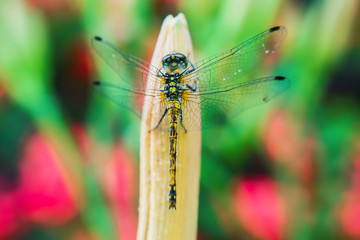 Summer landscape. Insect dragonfly in the rain on blur background, selective focus