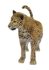 3D Rendering Big Cat Leopard on White