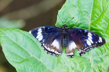 butterfly in closeup
