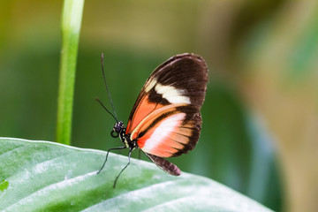 butterfly in closeup
