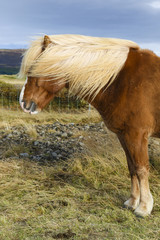 Portrait of an brown Iceland Pony