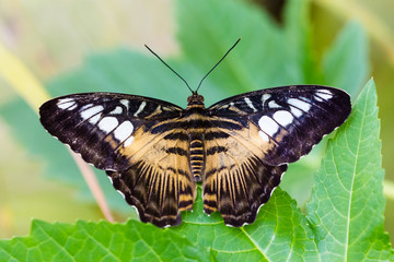 Fototapeta na wymiar butterfly in closeup