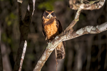 Owl