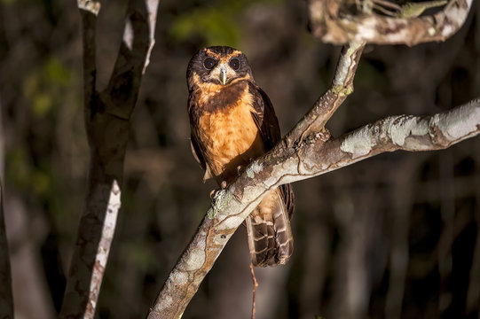 Owl