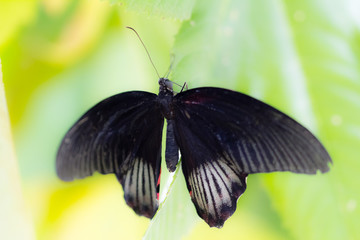 butterfly in closeup