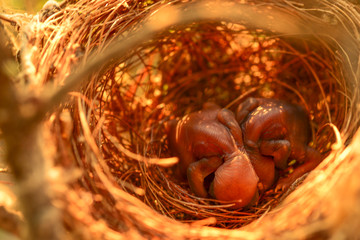 baby bird in nest © GGallery