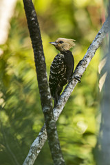 Woodpecker