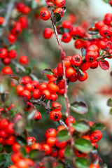 Bush of cotoneaster with berries