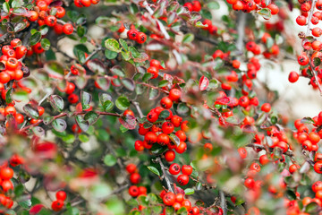 Bush of cotoneaster with berries