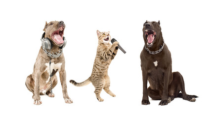 Trio of singing animals, isolated on white background
