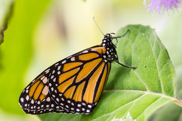 butterfly in closeup