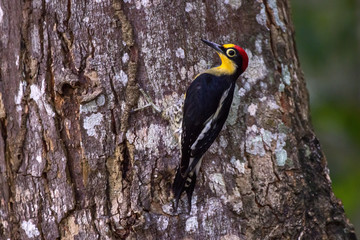 Woodpecker