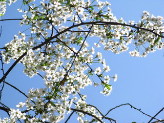 Obraz premium Flowering in spring