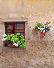 Fototapeta na wymiar Beautiful blossom green and white flowers hands on the window of a home in an ancient building in Italy. Vertical format wiht copyspace. Beauty wall of house.