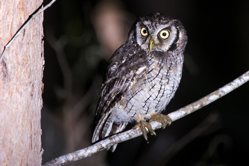 Owl