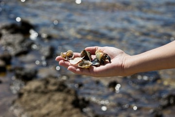 Hand with remnants of marine animals