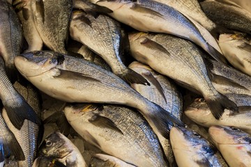 fresh sea fish on the local fish market