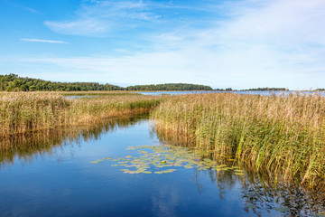 Bay with reeds in a lake in summer