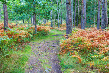 Winding path through a forest