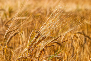 Ears of corn in a field