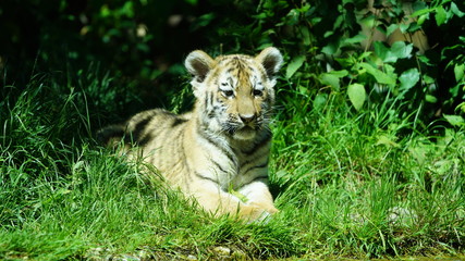 Tigerbaby im Gras