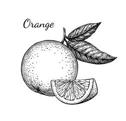 Ink sketch of orange