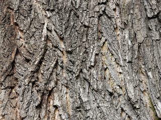 Grobe Borke - Baumrinde