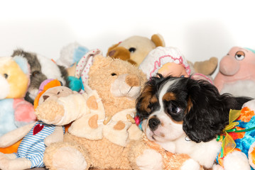 Cavalierking puppy charles spaniel