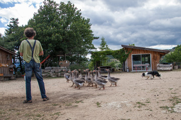 Le berger, ses oies et son chien