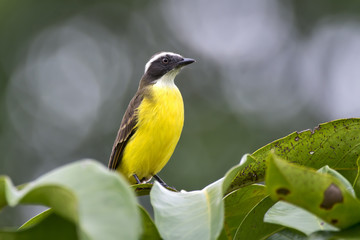 Social Flycatcher
