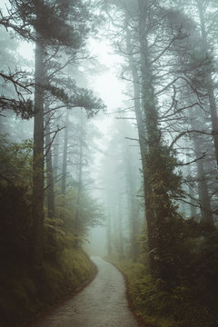 Misty path in forest