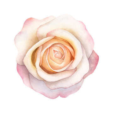 Abstract watercolor rose on white background. Watercolor painting grunge illustration