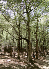 Obraz premium Bosque en la Ruta de Ordesa y Monte Perdido en Huesca, España
