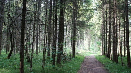 Obraz premium Nadelwald