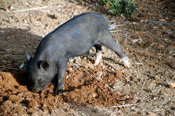 Lợn ỉ Vietnamese Вьетнамская Pot-bellied Maialino Minisika вислобрюхая 大肚猪 pancia Pig свинья a Vietnami csüngőhasú maiale sertés tazza Cochon Hängebauchschwein vietnamien Vietnamesisk hængebugsvin