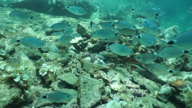 Shoal of fish, mostly saddled seabream, swimming over a common octopus on a rocky seabed, Mediterranean sea, underwater scene, Catalonia, Cadaques, Costa Brava, Spain, 60fps
