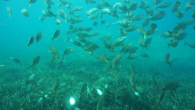 Shoal of fish salema porgy, Sarpa salpa, underwater in the Mediterranean sea, Catalonia, Cadaques, Costa Brava, Spain, 60fps
