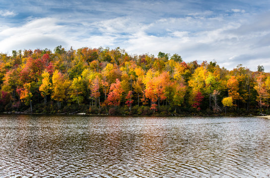 Forest on the Shore of a Lake in Autumn. Beautiful Fall Colors.