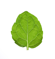 Fototapeta premium mint leaves and drug isolated on white background